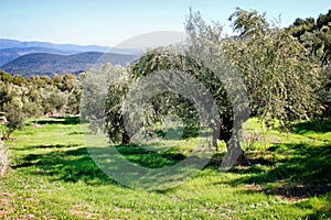 Olive grove in Kalamata, Peloponnese region