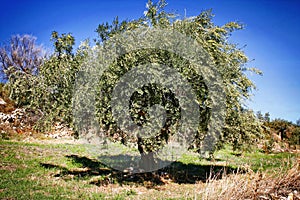 Olive grove in Kalamata, Peloponnese region