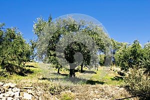 Olive grove in Kalamata, Peloponnese region