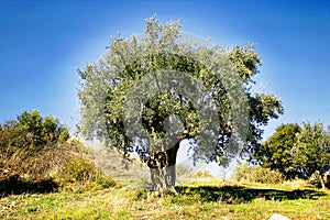 Olive grove in Kalamata, Peloponnese region