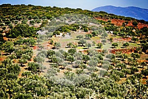 Olive grove in Kalamata, Peloponnese region