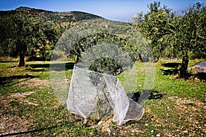 Olive grove in Kalamata, Peloponnese region