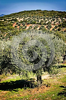 Olive grove in Kalamata, Peloponnese region