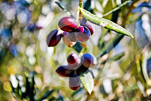 Olive grove in Kalamata, Peloponnese region