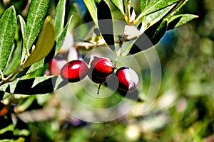 Olive grove in Kalamata, Peloponnese region