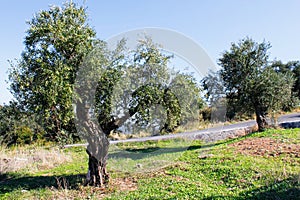 Olive grove with Koroneiki olives in Messinia region