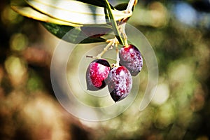 Olive grove with Koroneiki olives in Peloponnese, Greece