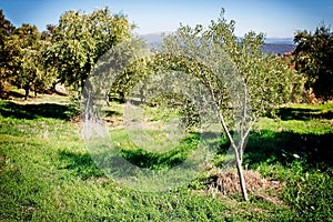 Olive grove with Koroneiki olives in Peloponnese, Greece