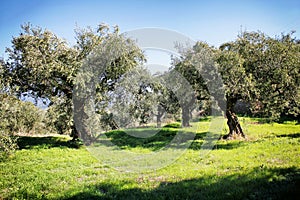 Olive grove with Koroneiki olives in Peloponnese, Greece