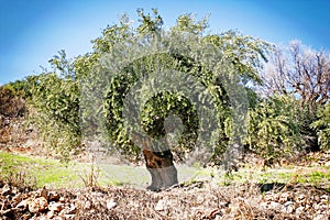 Olive grove with Koroneiki olives in Peloponnese, Greece