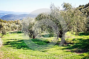 Olive grove with Koroneiki olives in Peloponnese, Greece