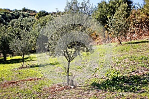 Olive grove with Koroneiki olives in Peloponnese, Greece