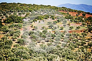 Olive grove with Koroneiki olives in Peloponnese, Greece