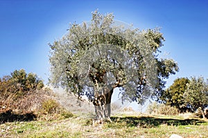 Olive grove with Koroneiki olives in Peloponnese, Greece