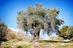 Olive grove with Koroneiki olives in Peloponnese, Greece