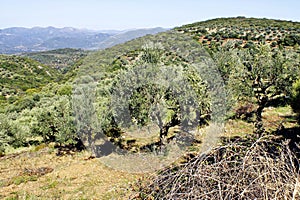 Olive grove with Koroneiki olives in Peloponnese, Greece