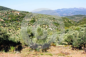 Olive grove with Koroneiki olives in Peloponnese, Greece