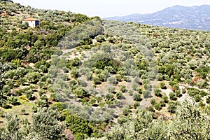 Olive grove with Koroneiki olives in Peloponnese, Greece