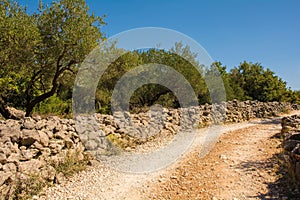 Olive Grove on Krk Island, Croatia