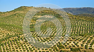 Olive Grove Land, PiÃ±ar, Spain photo
