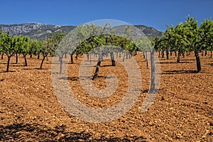 Olive Grove, Mallorca.