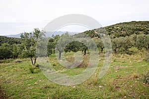 Olive grove in Messinia, Greece