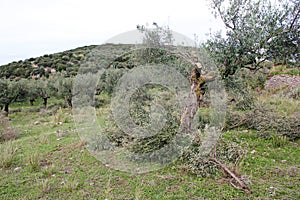 Olive grove in Messinia, Greece