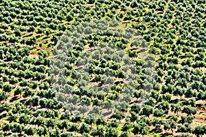 Olive grove in Mont-roig del Camp, Spain photo