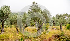 Olive grove in Montenegro