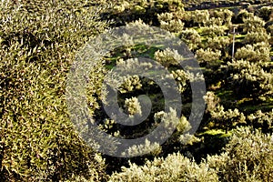 Olive grove in mountainous Messinia, Greece