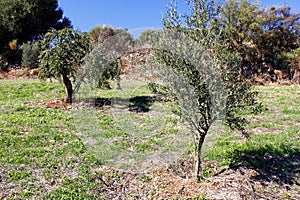 Olive grove in mountainous Messinia, Peloponnese region, Greece