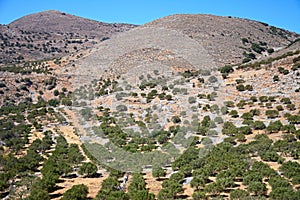 Olive grove in the mountains, Crete.