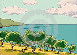 Olive grove next to the Mediterranean Sea