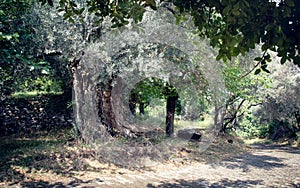 Olive Grove in the Odemis, Izmir