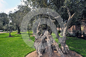 Olive Grove Park (or El Olivar Forest) in San Isidro district Lima,