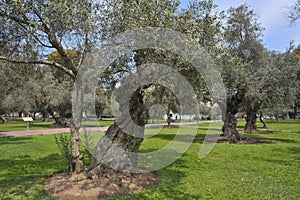 Olive Grove Park (or El Olivar Forest) in San Isidro district - Lima,