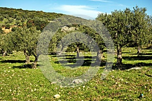 Olive grove in Peloponnese region