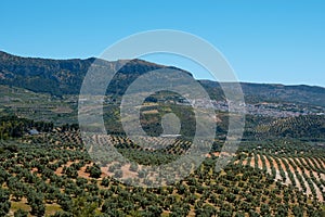 Olive grove in Rute, Andalusia, Spain