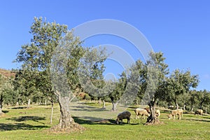 Olive grove with sheep grazing