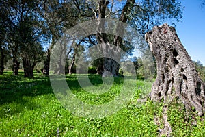 Olive grove with a small meadow and a cut olive tree trunk in Co