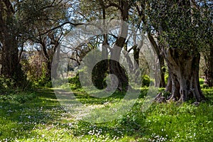 Olive grove with a small meadow and white flowers in Corfu