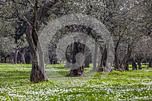 Olive grove in the spring