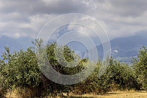 Olive grove on a sunny, summer day Greece, Pieria