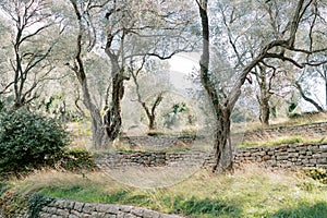 Olive grove with tiers separated by stone supports