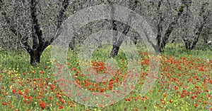 Olive grove with the trees in a colorful poppy field south of Pienza near San Quirico Val O`Orica Tuscany