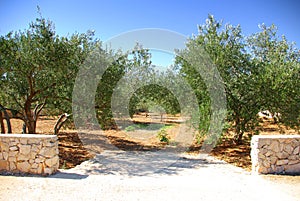 Olive grove trees, Croatia Dalmatia