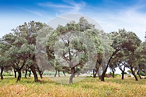 Olive grove, Turkey photo