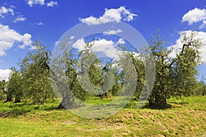 The olive grove in the Tuscan countryside