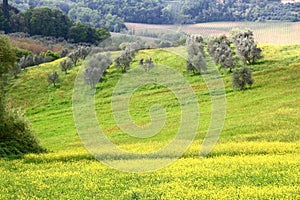 Olive grove in Tuscany