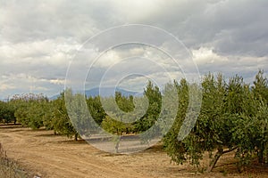 Olive grove under a cloudy sky in the Andalusian countryside with hazy mountains of sierra nevada in the backgroud